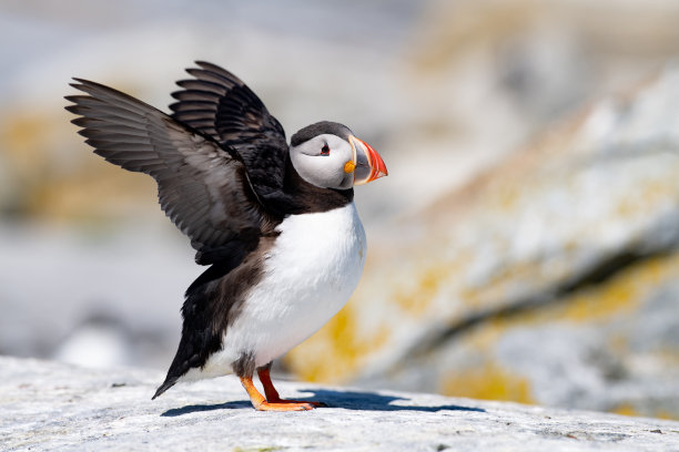 wildlife