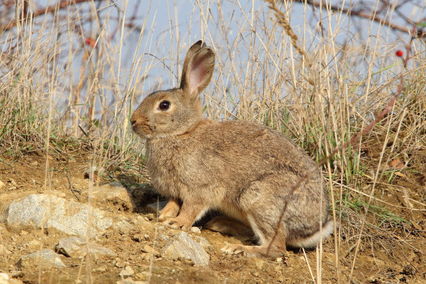 兔类动物