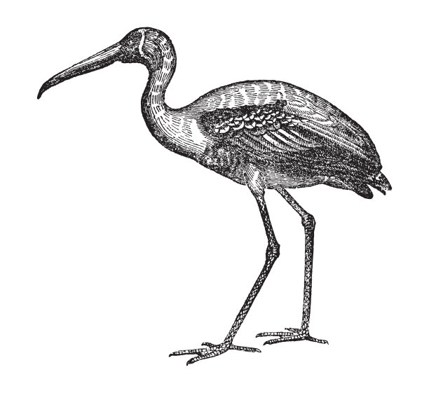ibis