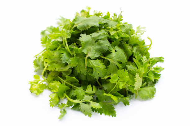 cilantro