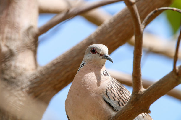 dove