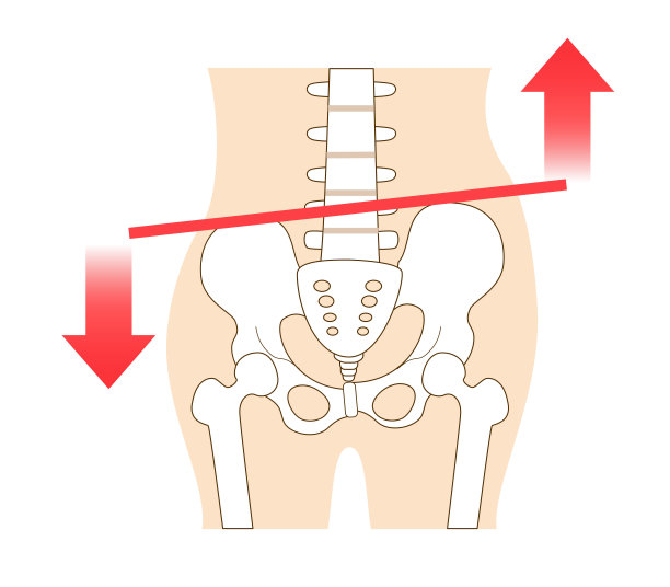 pelvis