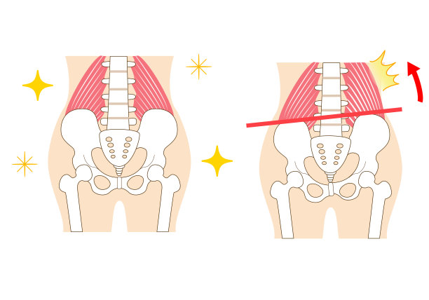 pelvis