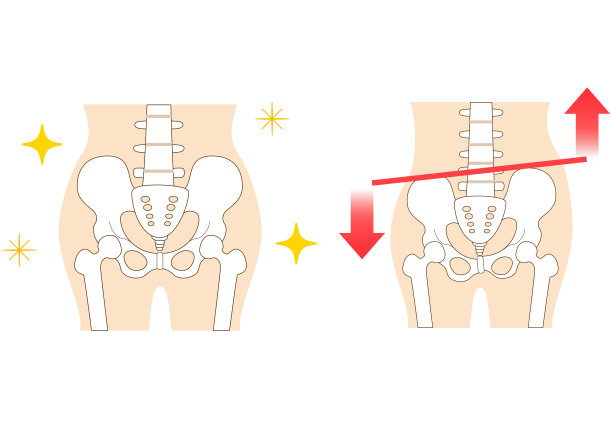 pelvis