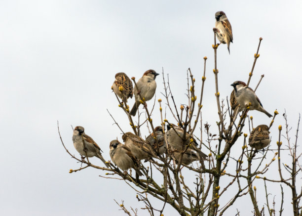sparrow