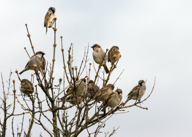 sparrow