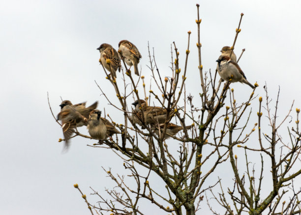 sparrow