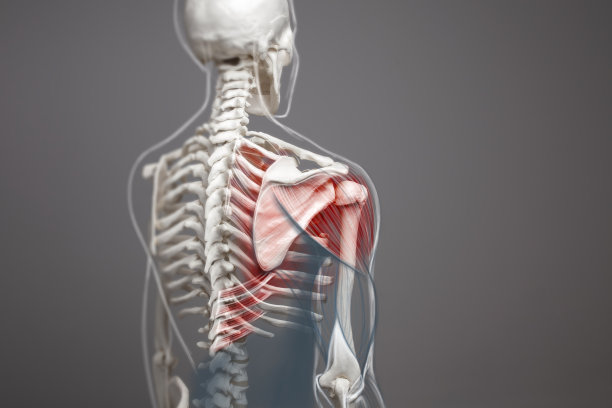 shoulder