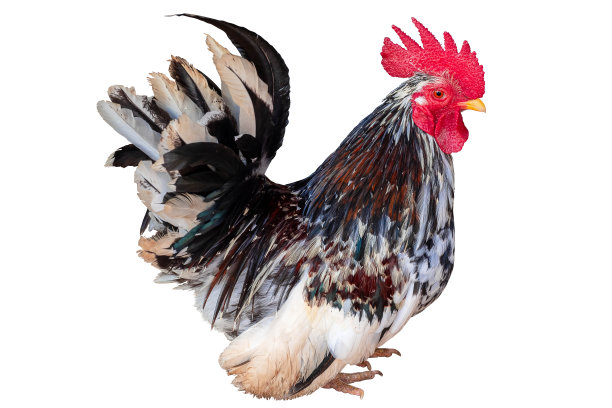 cock