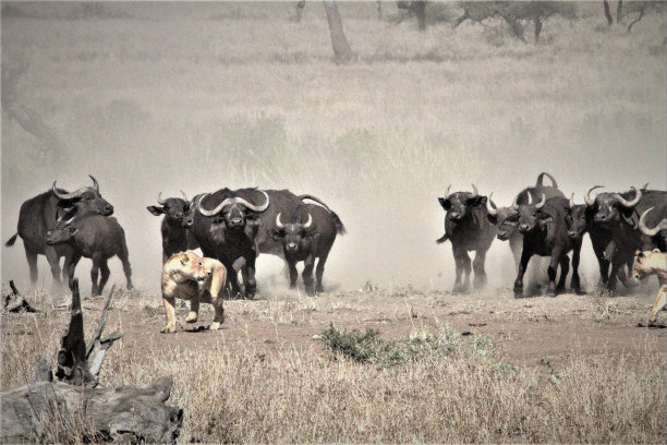 serengeti