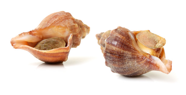 conch