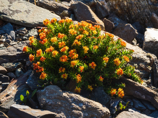 rhodiola