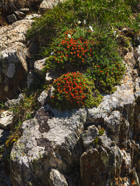 rhodiola