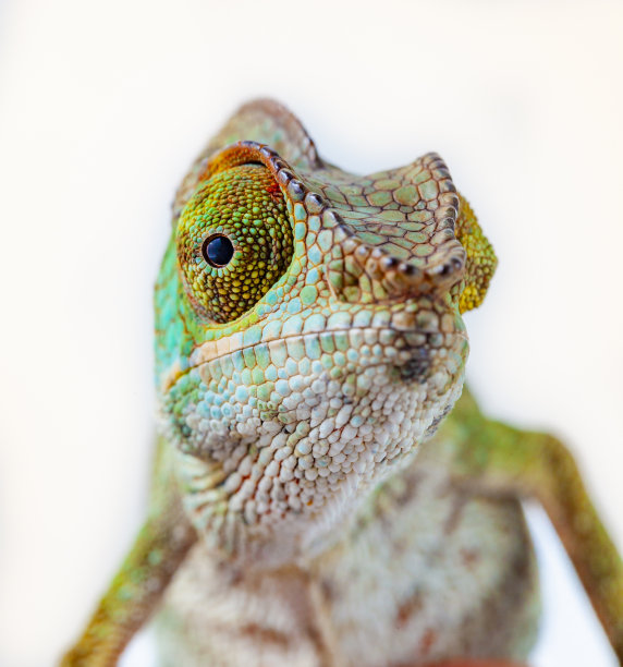 reptilia
