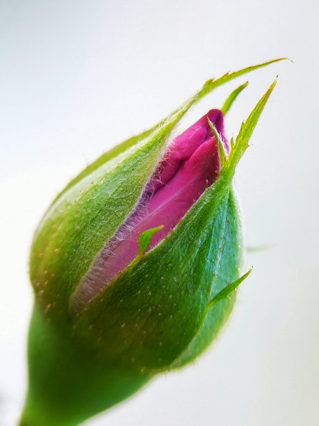buds