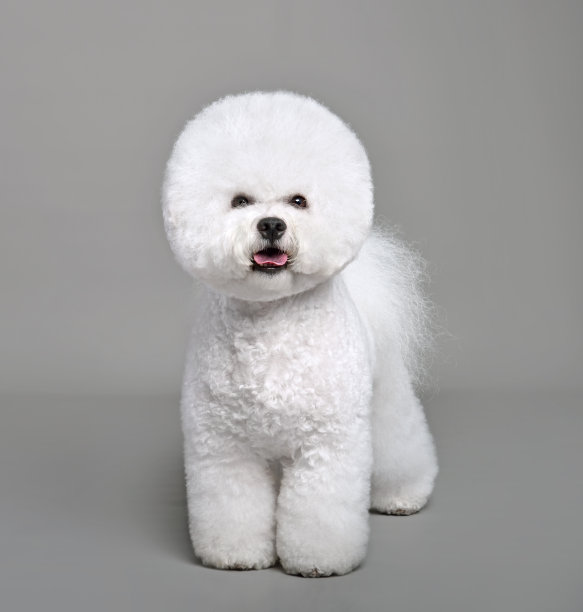 比熊犬