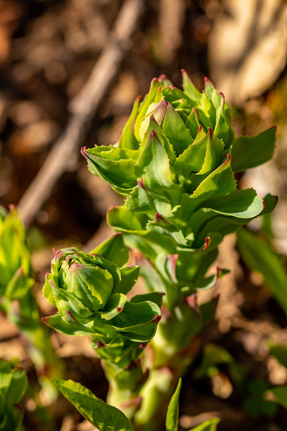 rhodiola