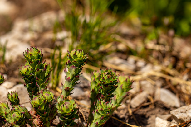 rhodiola