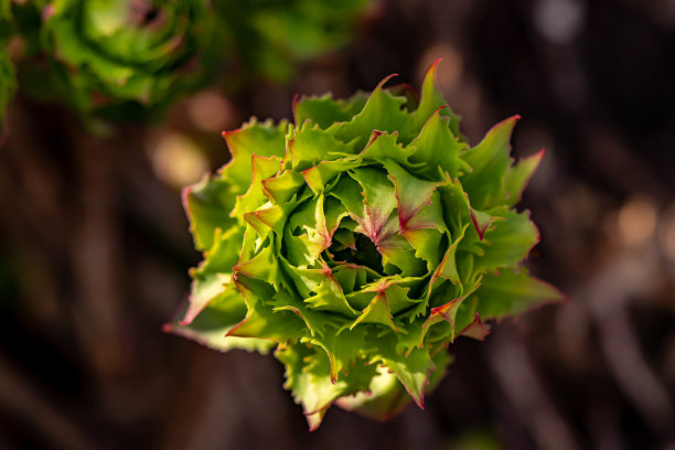 rhodiola