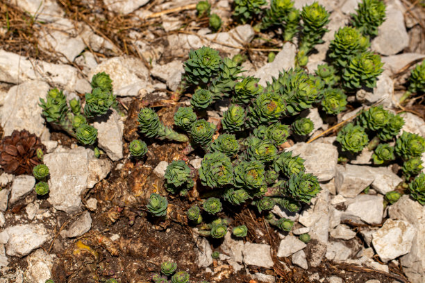 rhodiola