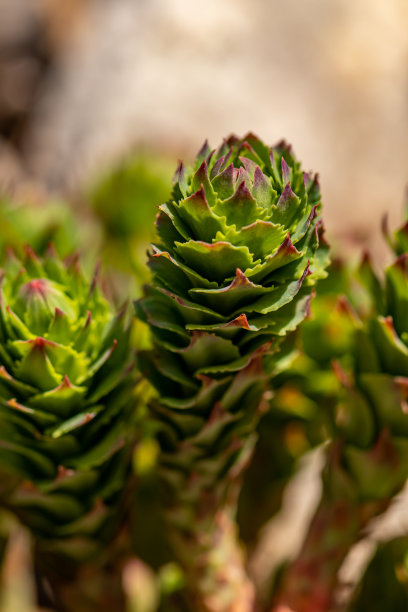 rhodiola