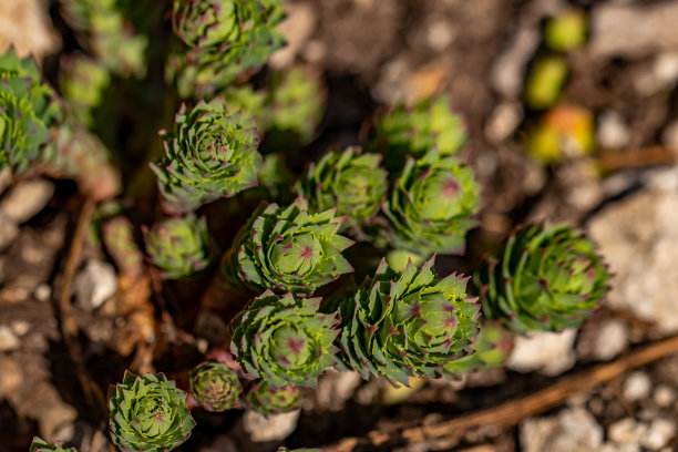 rhodiola