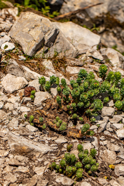 rhodiola