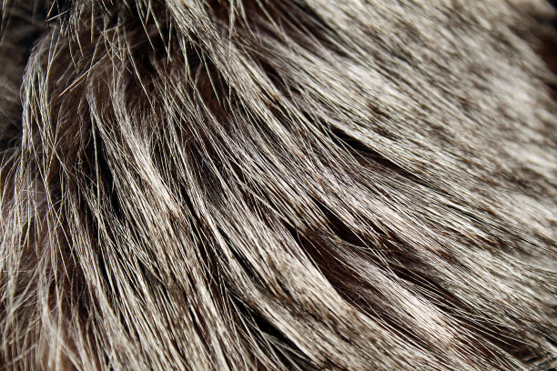 hairs