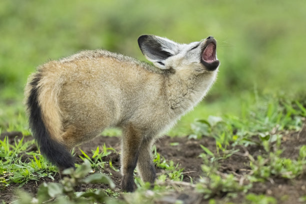 otocyon