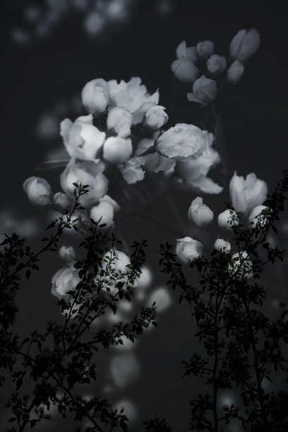 三联画 花卉 花朵