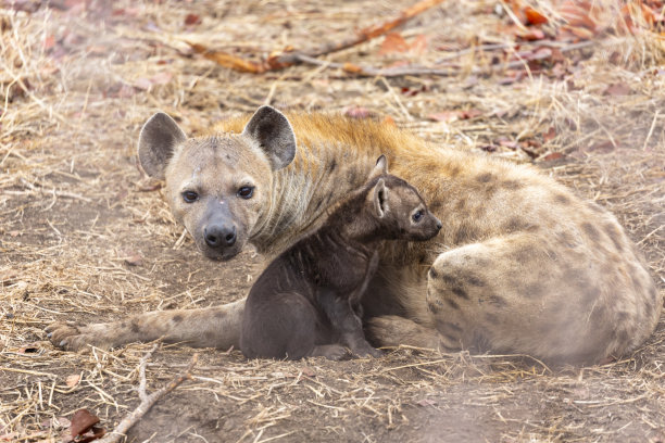 wildlife