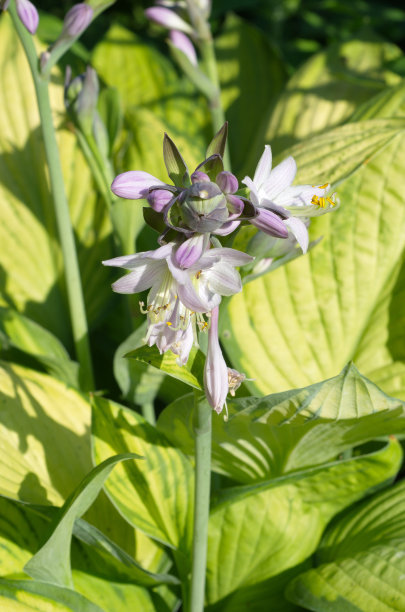 hosta