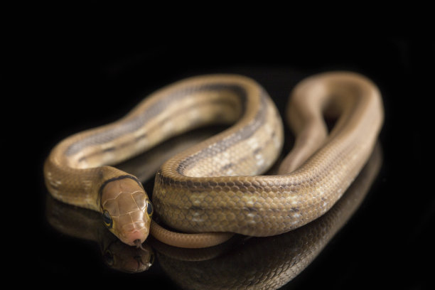 copperhead