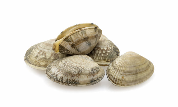tridacna