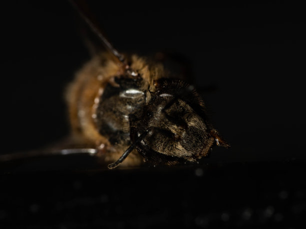 beekeeper
