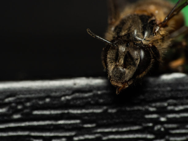 beekeeper