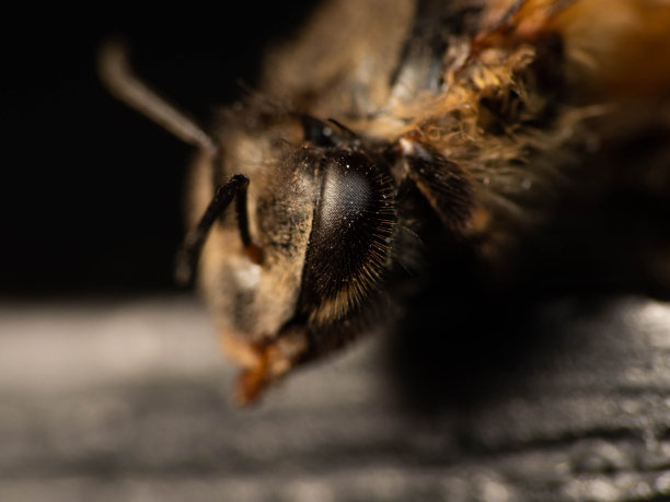 beekeeper