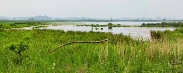 wetland