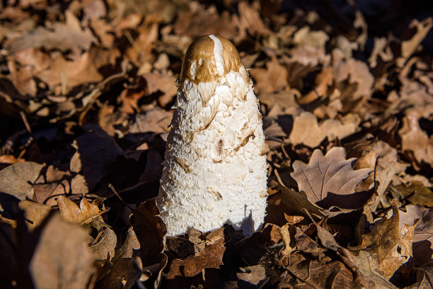 coprinus