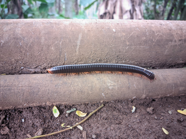millipede