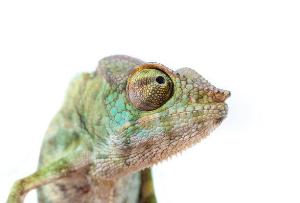 reptilia