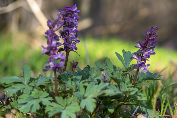 corydalis