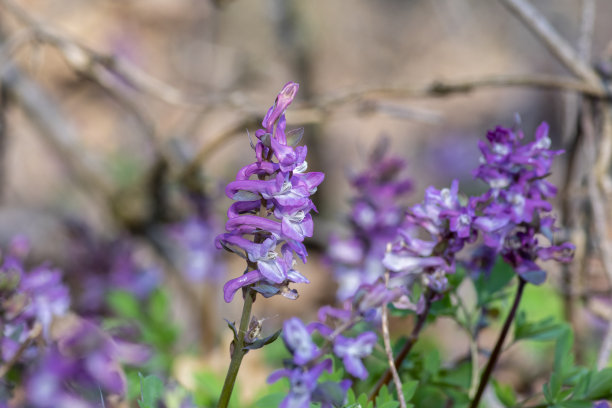 corydalis