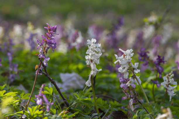 corydalis