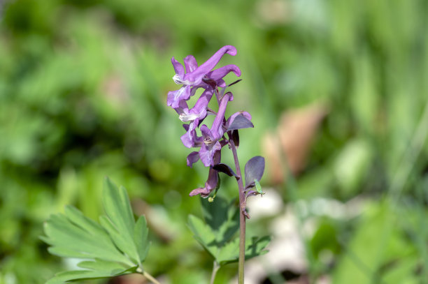 corydalis