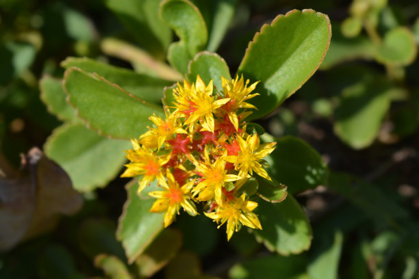 sedum