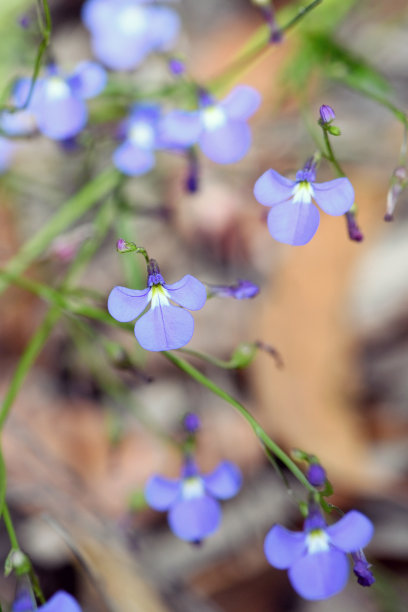 lobelia