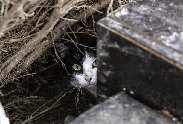 stray