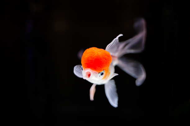 carassius