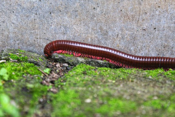 millipede